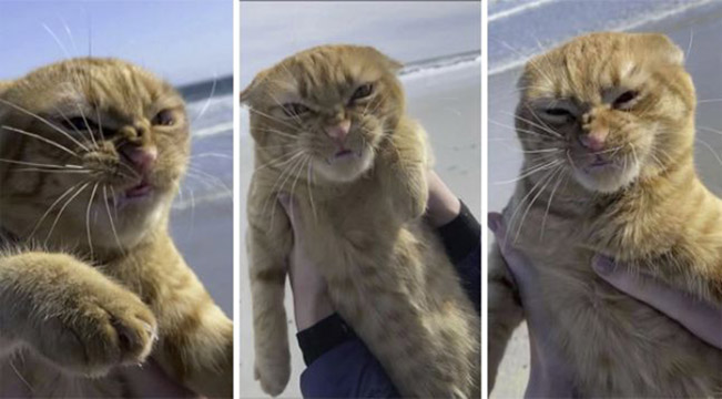 You won’t believe the reaction this cat made when visiting the beach for the first time
